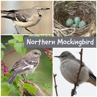 Northern Mockingbird
